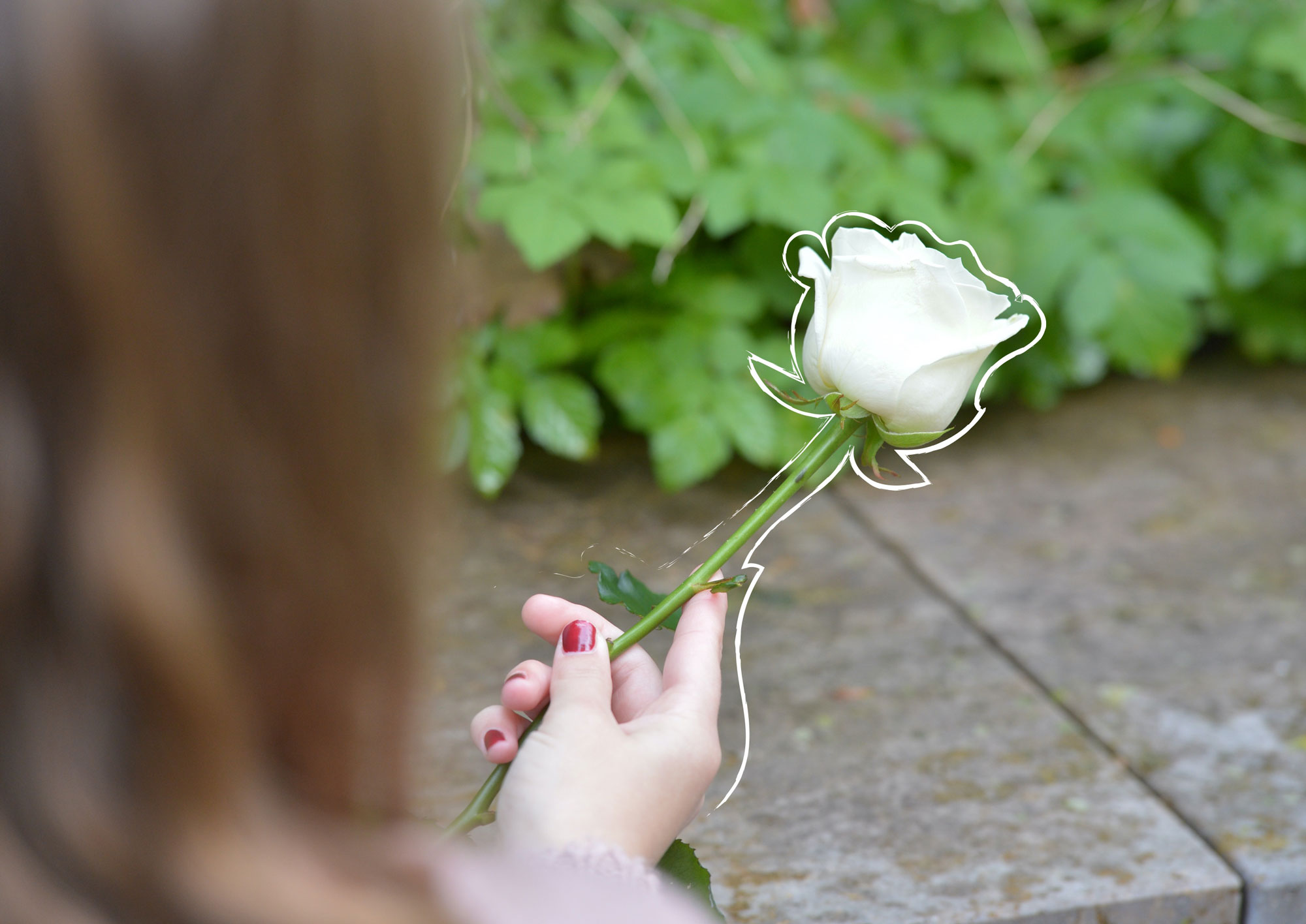 Eine weibliche Hand mit rot lackierten Fingernägeln hält eine weiße Rose in der Hand.